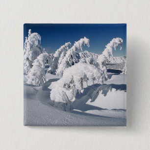 Badge Carré 5 Cm États-Unis, Oregon, Crater Lake NP. Les arbres plo