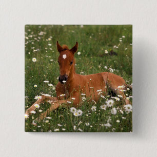 Badge Carré 5 Cm États-Unis, Oregon, Poney arabe.