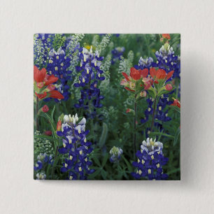 Badge Carré 5 Cm États-Unis, Texas Hill Country. Bluebonnets et