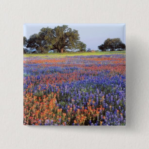 Badge Carré 5 Cm États-Unis, Texas, Llano. Bluebonnets et redbonnet