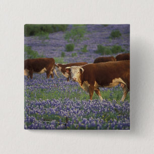 Badge Carré 5 Cm États-Unis, Texas, Texas Hill Country, Hereford