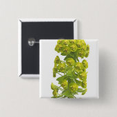 Badge Carré 5 Cm Euphorbe (Devant & derrière)