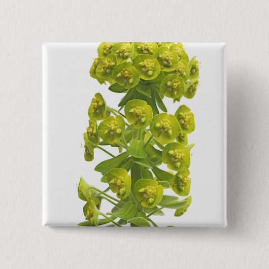 Badge Carré 5 Cm Euphorbe (Devant)