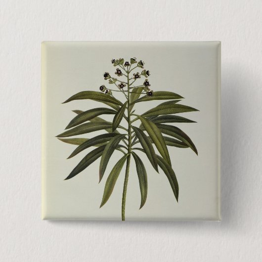 Badge Carré 5 Cm Euphorbe Mellifera (Devant)