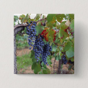 Badge Carré 5 Cm Europe, France, Roussillon. Vignobles, avec
