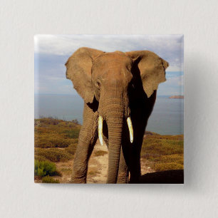 Badge Carré 5 Cm Excursion de la journée Elephant Beach,
