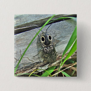 Badge Carré 5 Cm Eyed Elater Click Beetle - Alaus oculatus