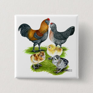 Badge Carré 5 Cm Famille Ameraucana de poulet