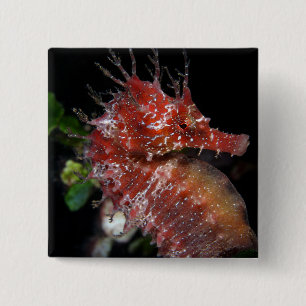 Badge Carré 5 Cm Femelle Begur de poney de l'hippocampe  