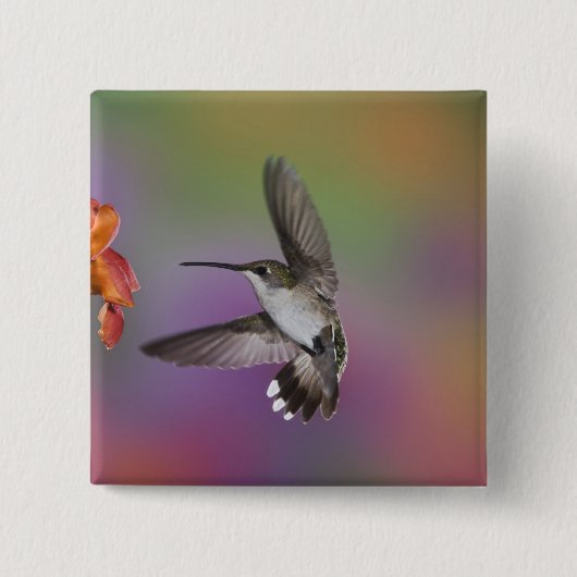 Badge Carré 5 Cm Femme Ruby Throated Hummingbird en vol (Devant)