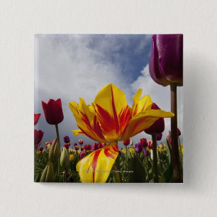 Badge Carré 5 Cm Fermez-vous des tulipes de floraison colorées en