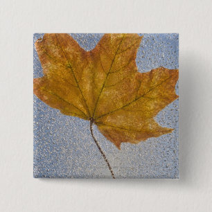 Badge Carré 5 Cm Feuille d'érable jaune sous l'eau