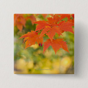 Badge Carré 5 Cm Feuille d'érable rouge en automne