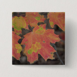 Badge Carré 5 Cm Feuilles d'automne