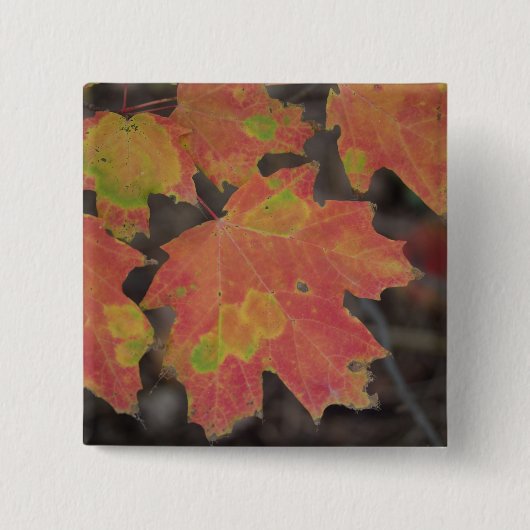 Badge Carré 5 Cm Feuilles d'automne (Devant)