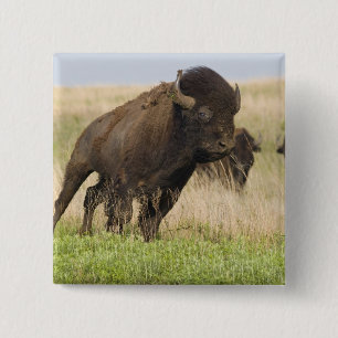 Badge Carré 5 Cm Fiesty jeune bison bull at Tallgrass