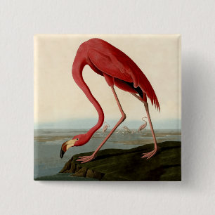 Badge Carré 5 Cm Flamant rose américain d'Audubon