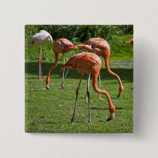 Badge Carré 5 Cm Flamants roses (Devant)
