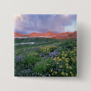 Badge Carré 5 Cm Fleabane mauve (erigeron peregrinus) et Jaune