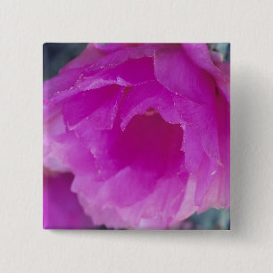 Badge Carré 5 Cm Fleur de Cactus Hérisson Rose (Echinocereus