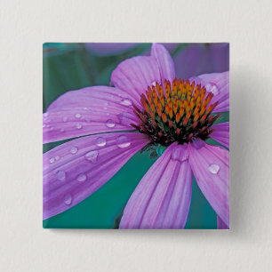 Badge Carré 5 Cm fleur d'Echinacea pourpre avec gouttes d'eau