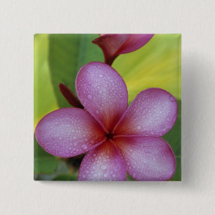 Badge Carré 5 Cm Fleur, Plumeria sp.), Pacifique Sud, Niue