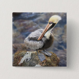 Badge Carré 5 Cm Floride Pélican Brown debout sur Jetty Rock