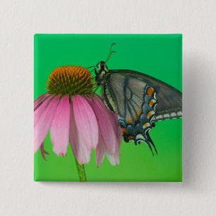 Badge Carré 5 Cm Forme noire de Papilio glaucus