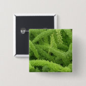 Badge Carré 5 Cm Foxtail Fern, Asparagus densiflorus myers (Devant & derrière)