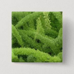 Badge Carré 5 Cm Foxtail Fern, Asparagus densiflorus myers