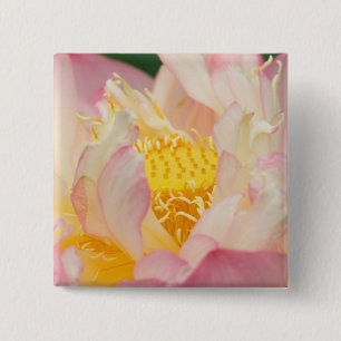 Badge Carré 5 Cm Franklin NC, jardin d'eau de Perry, Lotus avec