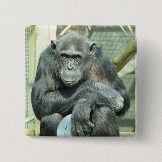 BADGE CARRÉ 5 CM FUNNY CHIMPANZEE (Devant)