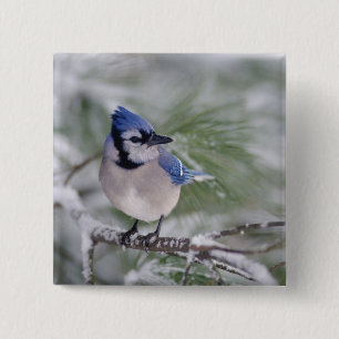 Badge Carré 5 Cm Geai bleu, Cyanocitta cristata