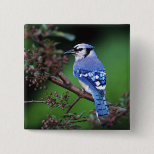 Badge Carré 5 Cm Geai bleu, Cyaoncitta cristata