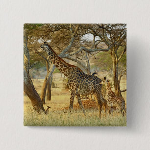Badge Carré 5 Cm Girafe femelle adulte et juvénile, Giraffa