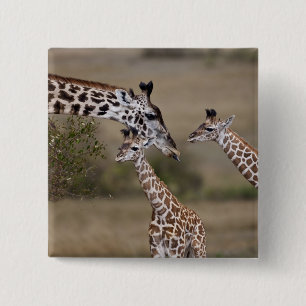 Badge Carré 5 Cm Girafe maasaï (Giraffa tippelskirchi)
