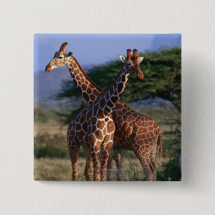 Badge Carré 5 Cm Girafes majestueuses