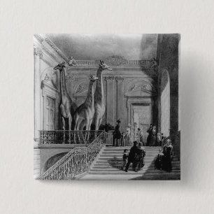 Badge Carré 5 Cm Girafes sur l'escalier dans les Anglais