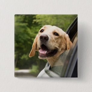 Badge Carré 5 Cm Golden Labrador En Réarview Mirror