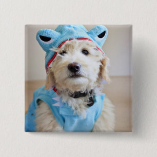 Badge Carré 5 Cm Goldendoodle En Costume De Requin