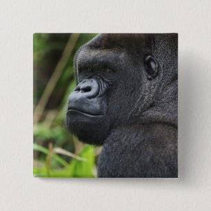 Badge Carré 5 Cm Gorille de Silverback Lowland, captif de Gorilla