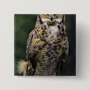 Badge Carré 5 Cm Grand-duc d'Amérique (Bubo virginianus), corps ent
