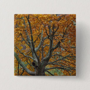 Badge Carré 5 Cm Grand érable en automne, Bass Lake, près de