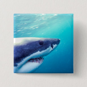 Badge Carré 5 Cm Grand requin blanc Afrique du Sud
