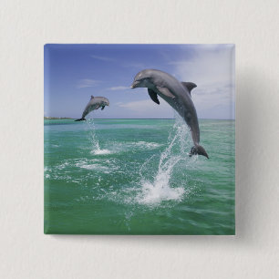 Badge Carré 5 Cm Grands dauphins Tursiops truncatus