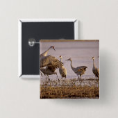Badge Carré 5 Cm Granes de Sandhill Grus canadensis) Platte (Devant & derrière)