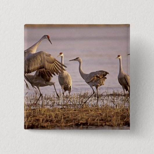 Badge Carré 5 Cm Granes de Sandhill Grus canadensis) Platte (Devant)