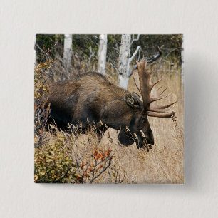 Badge Carré 5 Cm Grazing Bull Moose