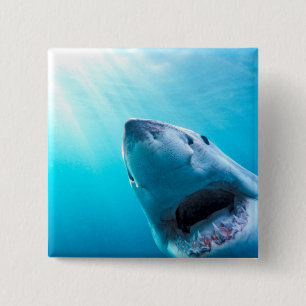 Badge Carré 5 Cm Great White Shark   Afrique du Sud