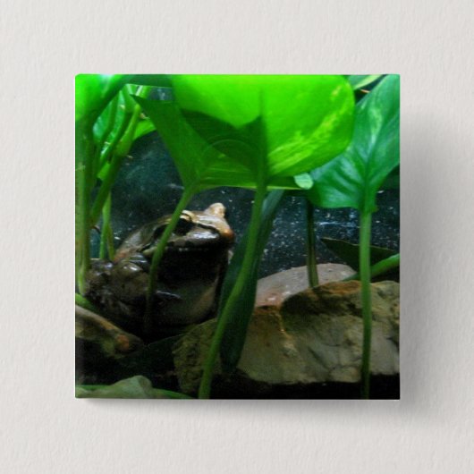 Badge Carré 5 Cm Grenouille (Devant)